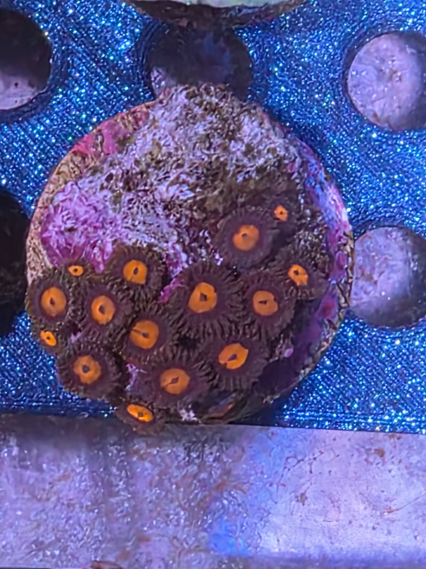 ARMOR OF GODS ZOA