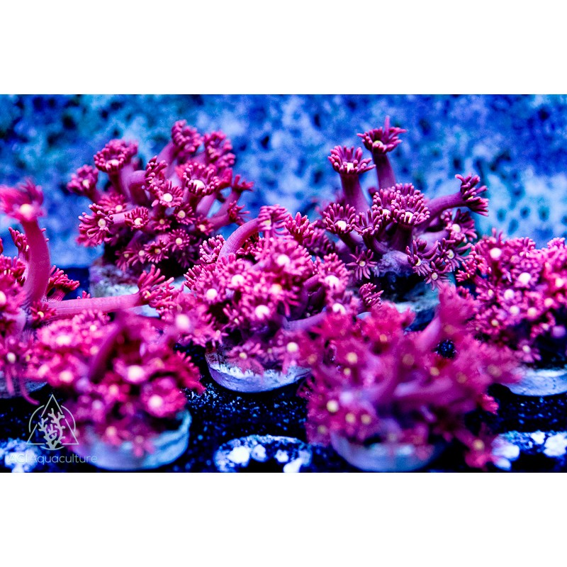 dragons breath goniopora