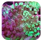 indo splatter hammer- triple