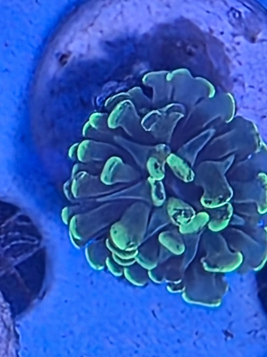Toxic Green Hammer