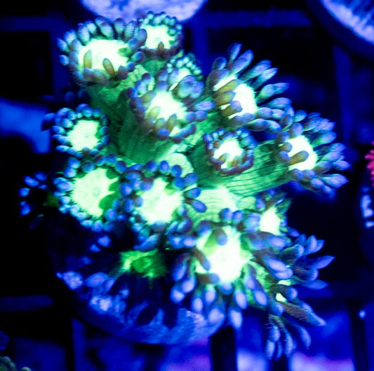 BLUE TIP HIGHLIGHTER GONIOPORA