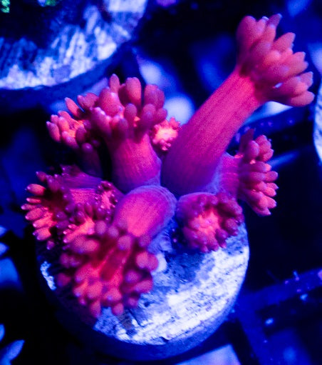 ULTRA RED GONIOPORA FRAG