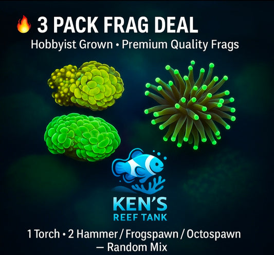 3 Random Torch & Hammer Frogspawn Octospawn Coral Frag Pack – Aquacultured –