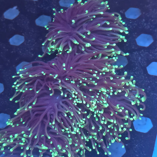 green tip torch