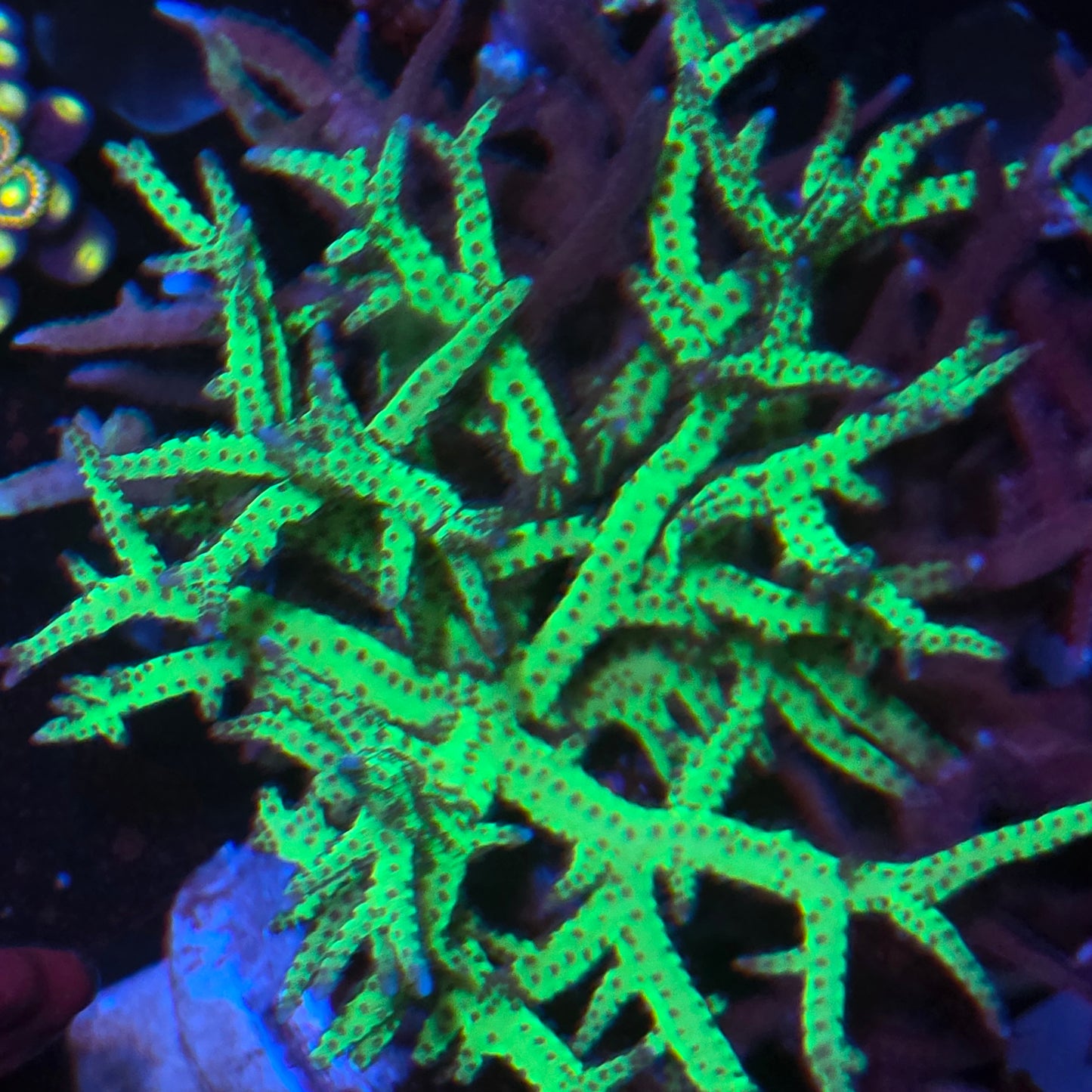 Neon Green Purple Polyp Birdsnest