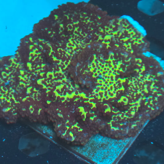 Green Spongodes