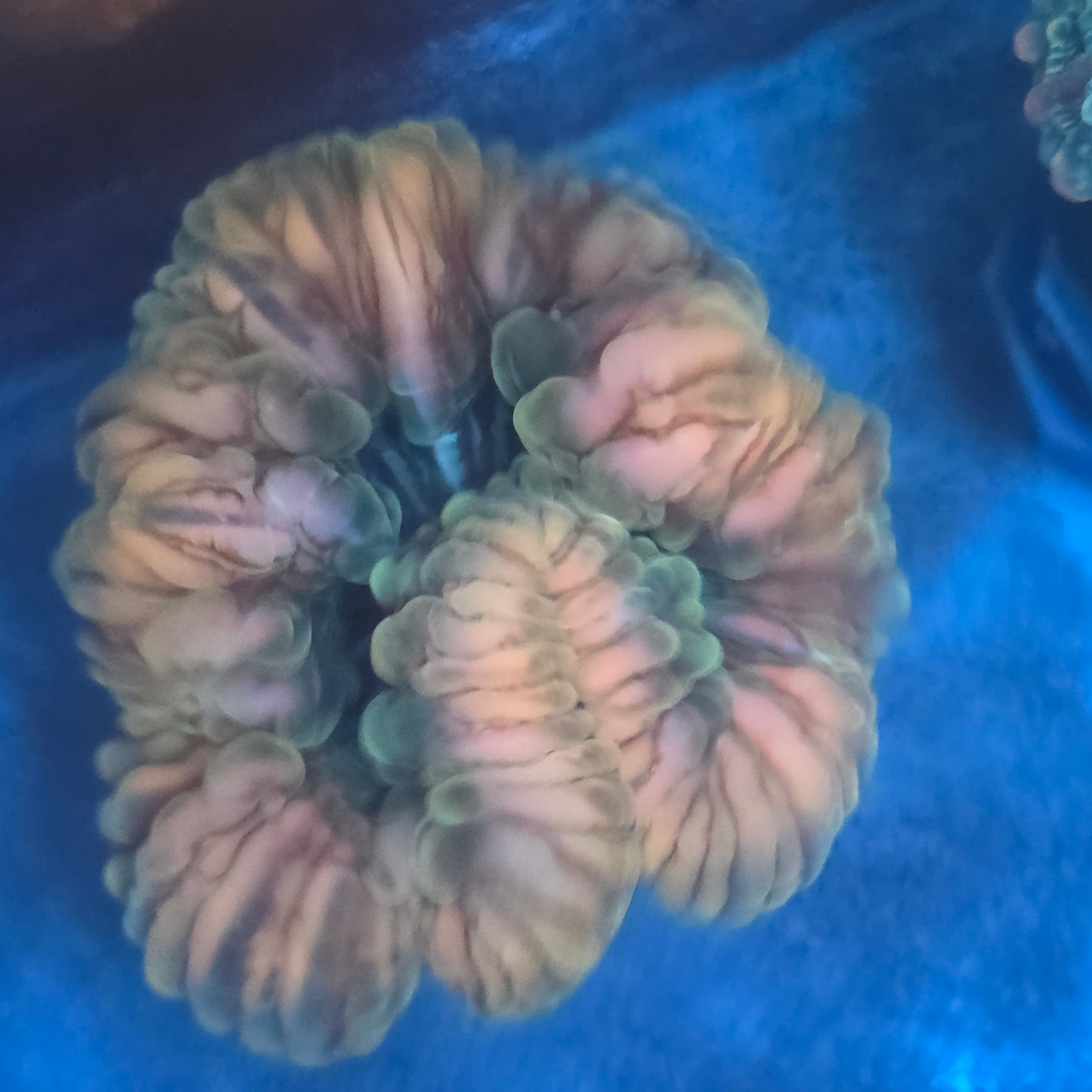 Cynarina- WYSIWYG (Meat Coral)