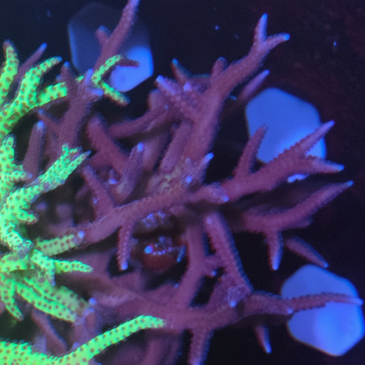 Birdsnest Coral