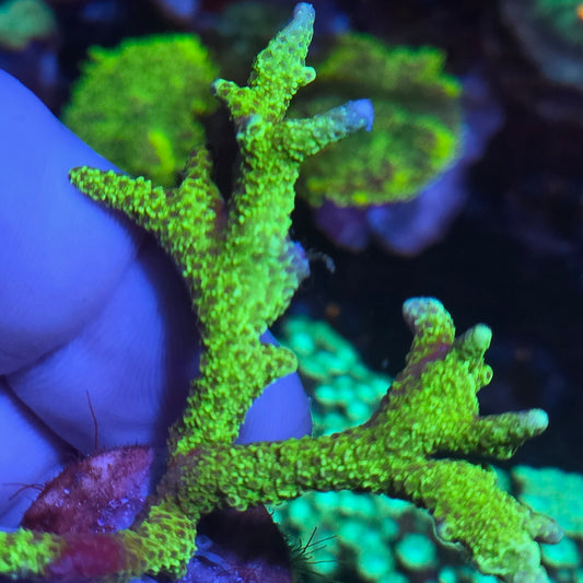 Green Digi Montipora