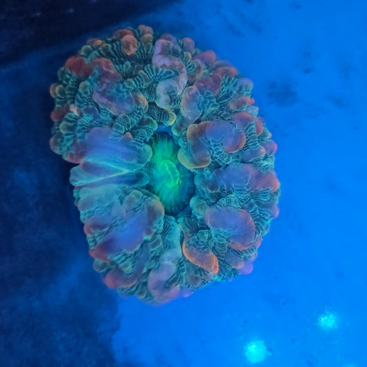 Cynarina WYSIWYG (Meat Coral)