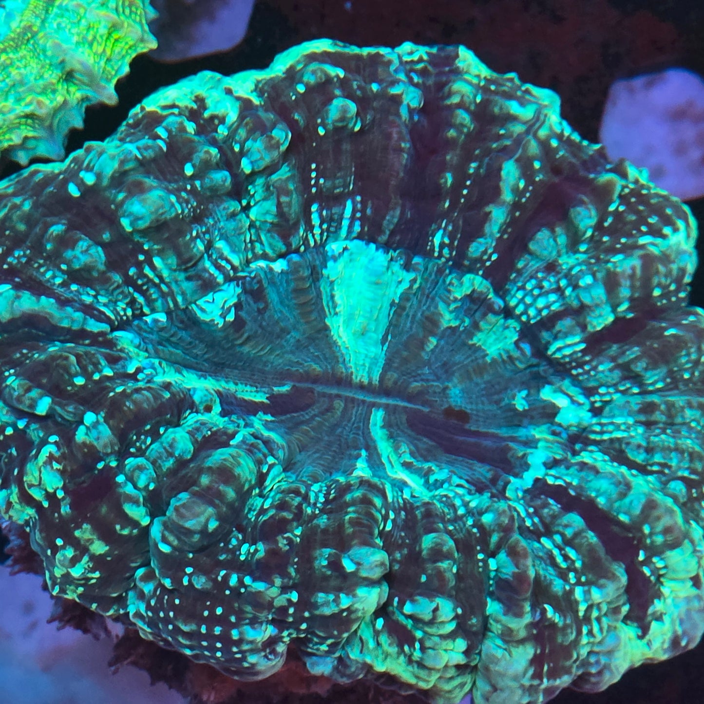 glitter green acantho