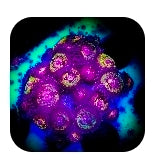 supermorph pandora zoa