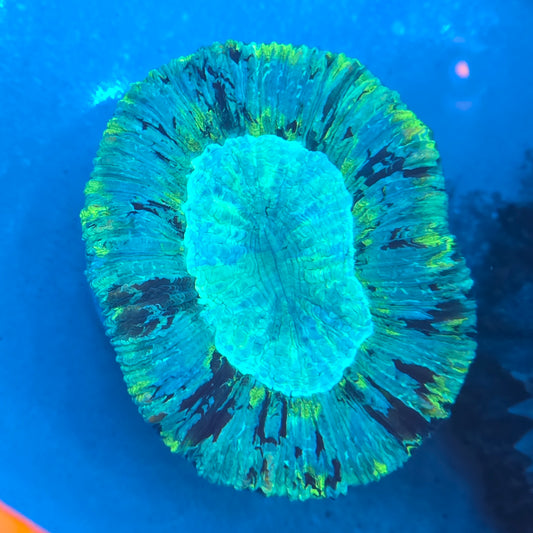 WYSIWYG Neon Green Trachyphyllia