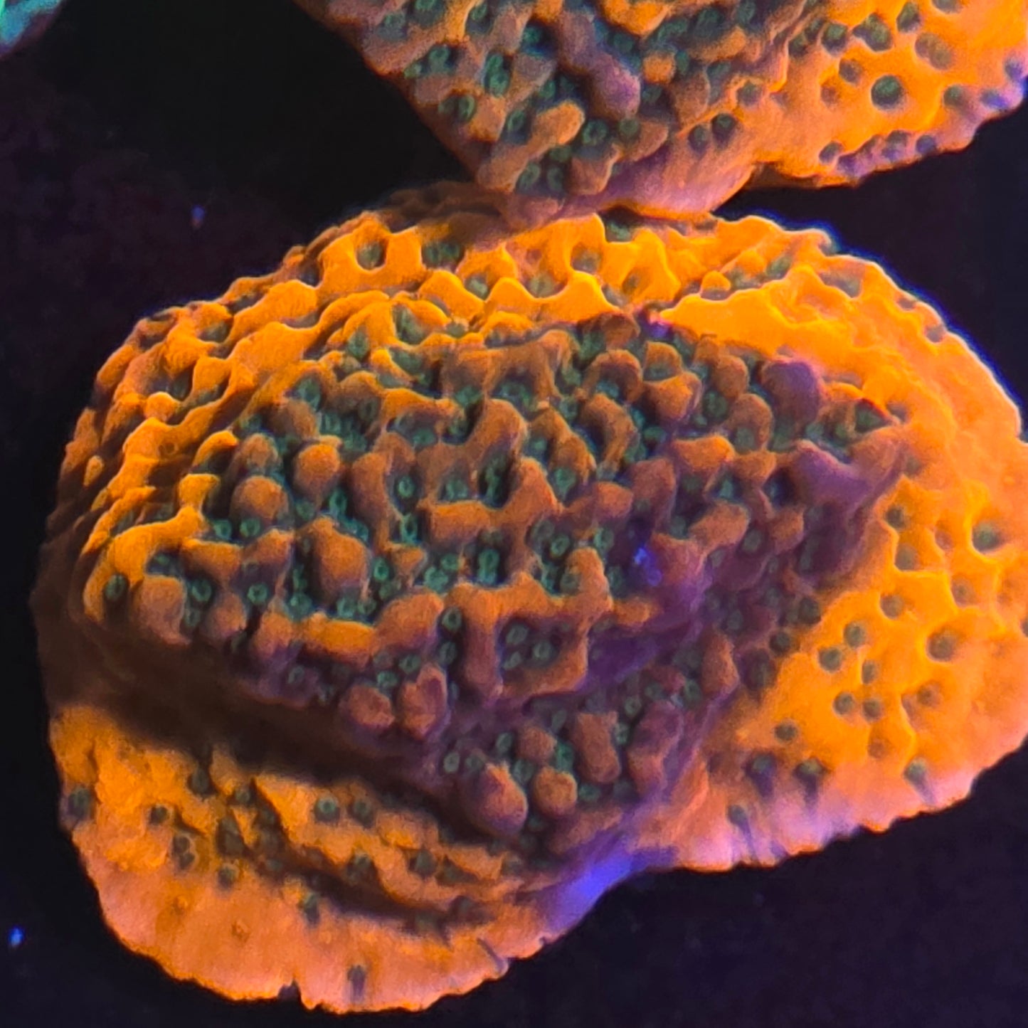Dragon Fruit Montipora
